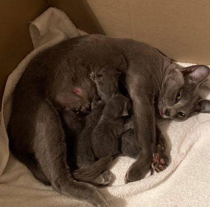 Blossom with newborn kittens